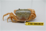 藏品(屏東澤蟹)的圖片